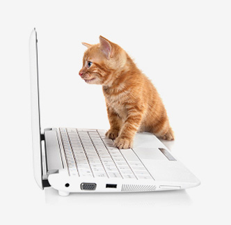 Kitten on a Computer